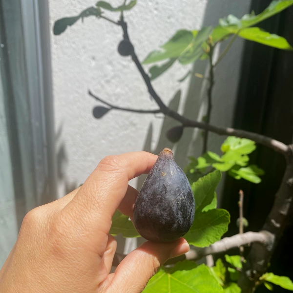 Garden workshop at home
